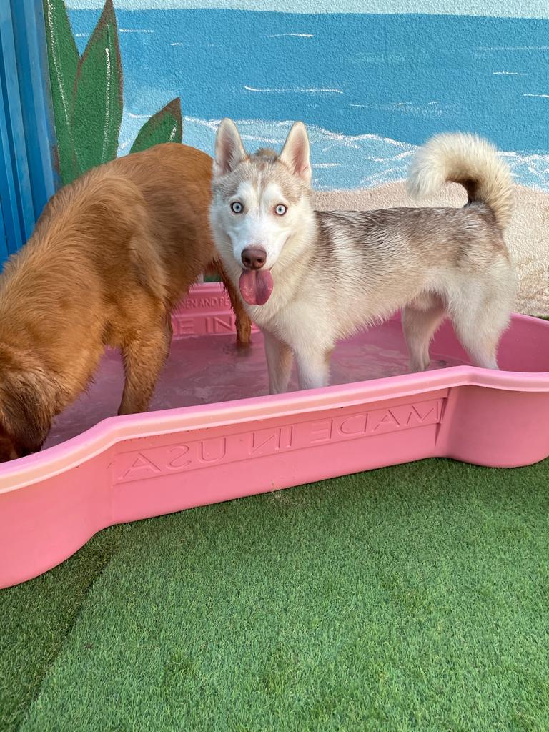 My Buddy Pet Care Best pet care in Dubai